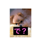 ふたりの犬猫（個別スタンプ：1）