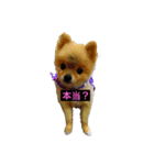 ふたりの犬猫（個別スタンプ：3）