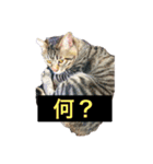 ふたりの犬猫（個別スタンプ：4）