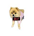 ふたりの犬猫（個別スタンプ：5）