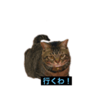 ふたりの犬猫（個別スタンプ：6）