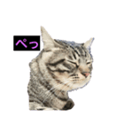 ふたりの犬猫（個別スタンプ：7）
