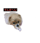 ふたりの犬猫（個別スタンプ：8）