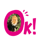 ばなばーばの動物スタンプ（個別スタンプ：2）