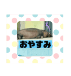 ばなばーばの動物スタンプ（個別スタンプ：4）