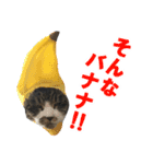 こったスタンプ（個別スタンプ：1）