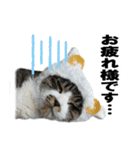 こったスタンプ（個別スタンプ：3）