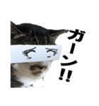 こったスタンプ（個別スタンプ：6）