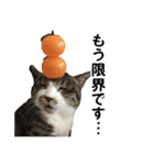 こったスタンプ（個別スタンプ：8）