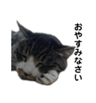 こったスタンプ（個別スタンプ：13）
