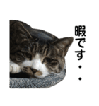 こったスタンプ（個別スタンプ：14）
