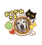 ゴールデンレトリーバーASLANスタンプVOL.1（個別スタンプ：5）