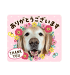 ゴールデンレトリーバーASLANスタンプVOL.1（個別スタンプ：7）