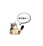 ネコのスイ★（個別スタンプ：2）
