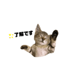 ネコのスイ★（個別スタンプ：8）