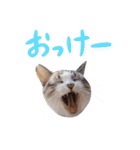 こてつのスタンプVol.2（個別スタンプ：4）