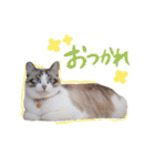 こてつのスタンプVol.2（個別スタンプ：10）