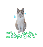 こてつのスタンプVol.2（個別スタンプ：12）