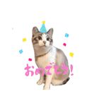 こてつのスタンプVol.2（個別スタンプ：13）