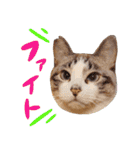 こてつのスタンプVol.2（個別スタンプ：14）