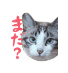 こてつのスタンプVol.2（個別スタンプ：17）