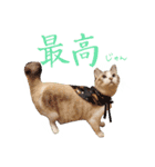 こてつのスタンプVol.2（個別スタンプ：22）