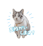 こてつのスタンプVol.2（個別スタンプ：26）