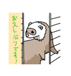 フェレットののいちゃん（個別スタンプ：4）