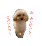 るぅく（トイプードル）（個別スタンプ：1）
