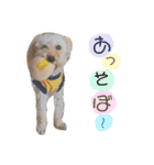 るぅく（トイプードル）（個別スタンプ：4）