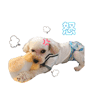 るぅく（トイプードル）（個別スタンプ：20）