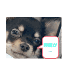 こはくちゃんa（個別スタンプ：1）