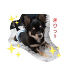 こはくちゃんa（個別スタンプ：4）