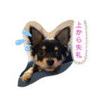 こはくちゃんa（個別スタンプ：5）