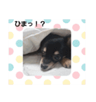 こはくちゃんa（個別スタンプ：8）
