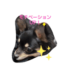 こはくちゃんa（個別スタンプ：16）
