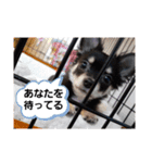 こはくちゃんa（個別スタンプ：26）
