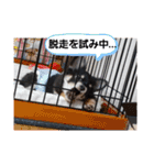 こはくちゃんa（個別スタンプ：29）