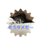 かわいい？りんたろうスタンプ（個別スタンプ：2）