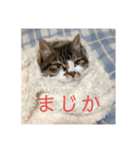 かわいい？りんたろうスタンプ（個別スタンプ：6）