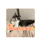 かわいい？りんたろうスタンプ（個別スタンプ：8）
