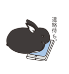 くろまるうさぎ（個別スタンプ：17）