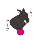 くろまるうさぎ（個別スタンプ：20）