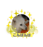 スピッツファミリー⑤（個別スタンプ：4）