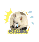 スピッツファミリー⑤（個別スタンプ：8）