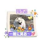 スピッツファミリー⑤（個別スタンプ：13）
