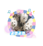 スピッツファミリー⑤（個別スタンプ：15）