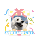 スピッツファミリー⑤（個別スタンプ：21）