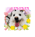 スピッツファミリー⑤（個別スタンプ：23）