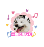 スピッツファミリー⑤（個別スタンプ：24）